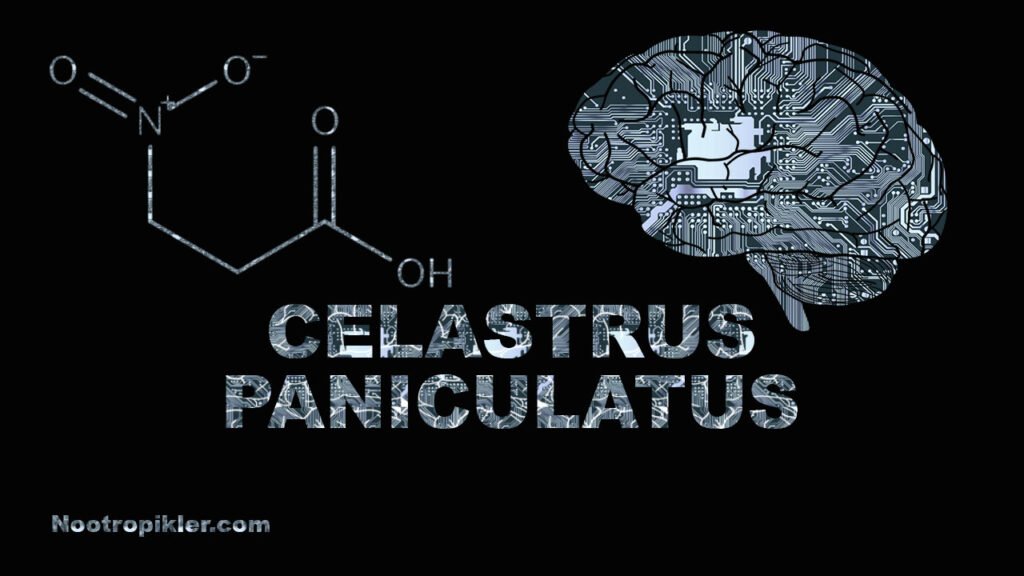 Celastrus Paniculatus Nedir?